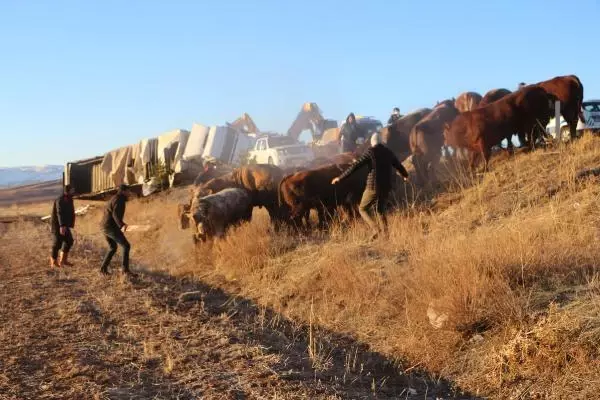 Büyükbaş yüklü TIR devrildi; araziye dağılan hayvanlardan 5'i kayboldu Büyükbaş yüklü TIR devrildi; araziye dağılan hayvanlardan 5'i kayboldu
