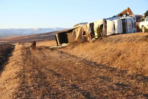 Büyükbaş yüklü TIR devrildi; araziye dağılan hayvanlardan 5'i kayboldu Büyükbaş yüklü TIR devrildi; araziye dağılan hayvanlardan 5'i kayboldu