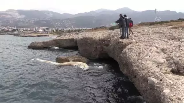 Son dakika haber | İskenderun Körfezi'nde görülen 12 metre uzunluğundaki ölü balina yavrusu kıyıya vurdu Son dakika haber | İskenderun Körfezi'nde görülen 12 metre uzunluğundaki ölü balina yavrusu kıyıya vurdu