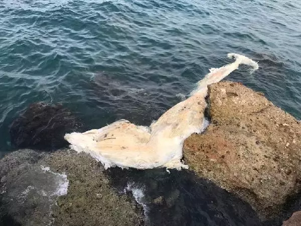 İskenderun Körfezi'ndeki ölü balina yavrusu kıyıya vurdu İskenderun Körfezi'ndeki ölü balina yavrusu kıyıya vurdu