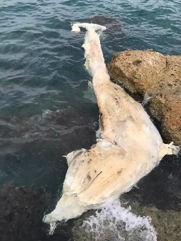 İskenderun Körfezi'ndeki ölü balina yavrusu kıyıya vurdu İskenderun Körfezi'ndeki ölü balina yavrusu kıyıya vurdu