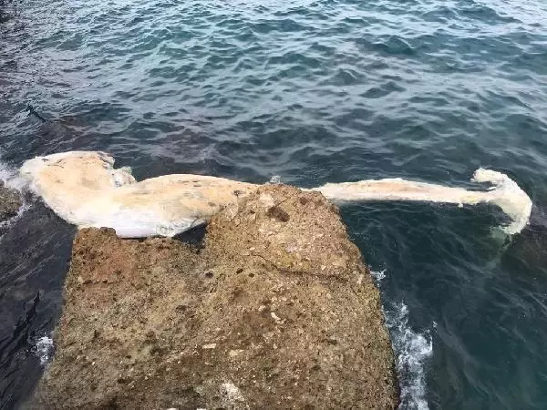 İskenderun Körfezi'ndeki ölü balina yavrusu kıyıya vurdu İskenderun Körfezi'ndeki ölü balina yavrusu kıyıya vurdu
