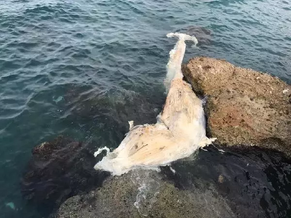 İskenderun Körfezi'ndeki ölü balina yavrusu kıyıya vurdu İskenderun Körfezi'ndeki ölü balina yavrusu kıyıya vurdu