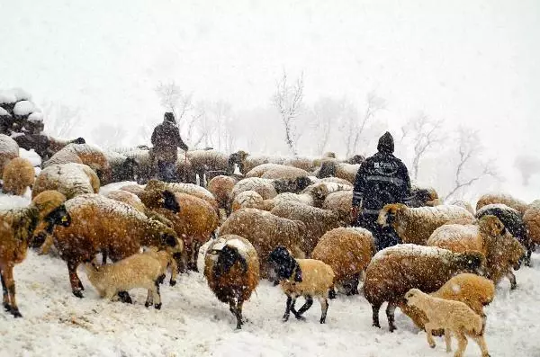 Kuzu ve annelerin kar altındaki buluşmaları yürek ısıttı Kuzu ve annelerin kar altındaki buluşmaları yürek ısıttı