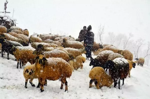 Kuzu ve annelerin kar altındaki buluşmaları yürek ısıttı Kuzu ve annelerin kar altındaki buluşmaları yürek ısıttı