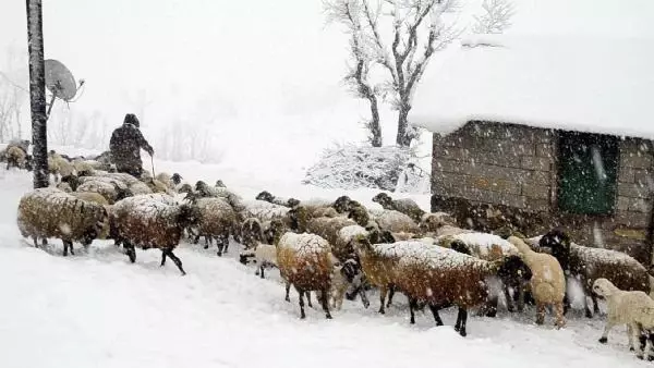 Kuzu ve annelerin kar altındaki buluşmaları yürek ısıttı Kuzu ve annelerin kar altındaki buluşmaları yürek ısıttı