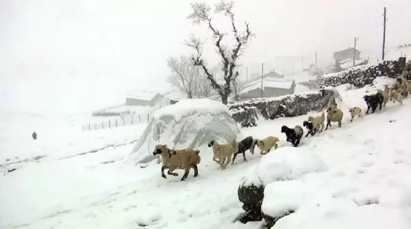 Kuzu ve annelerin kar altındaki buluşmaları yürek ısıttı Kuzu ve annelerin kar altındaki buluşmaları yürek ısıttı