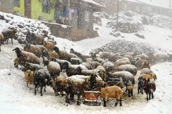 Kuzu ve annelerin kar altındaki buluşmaları yürek ısıttı Kuzu ve annelerin kar altındaki buluşmaları yürek ısıttı
