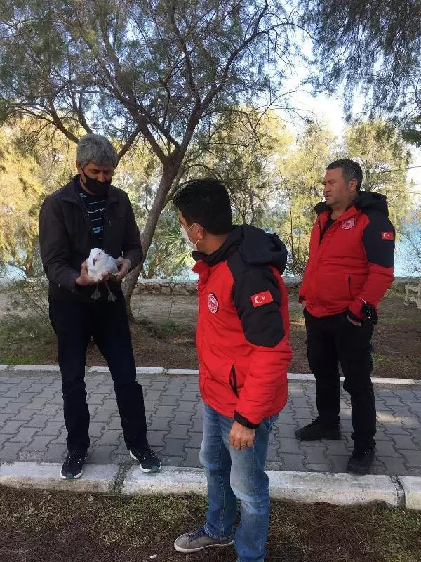 Oltaya takılan 'martı' için seferber oldular Oltaya takılan 'martı' için seferber oldular