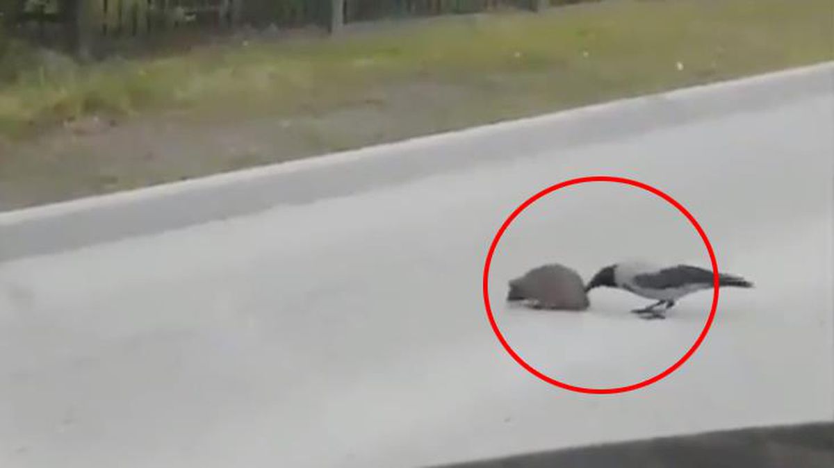 Zekasıyla nam salan karga, yaptığıyla bir kez daha kendine hayran bıraktı
