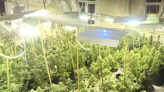 Avcılar'da uyuşturucu operasyonunda seraya çevrilen evde 88 kök marihuana ele geçirildi Avcılar'da uyuşturucu operasyonunda seraya çevrilen evde 88 kök marihuana ele geçirildi