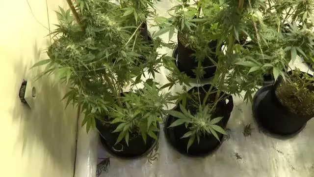 Avcılar'da uyuşturucu operasyonunda seraya çevrilen evde 88 kök marihuana ele geçirildi Avcılar'da uyuşturucu operasyonunda seraya çevrilen evde 88 kök marihuana ele geçirildi