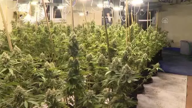 Avcılar'da uyuşturucu operasyonunda seraya çevrilen evde 88 kök marihuana ele geçirildi Avcılar'da uyuşturucu operasyonunda seraya çevrilen evde 88 kök marihuana ele geçirildi