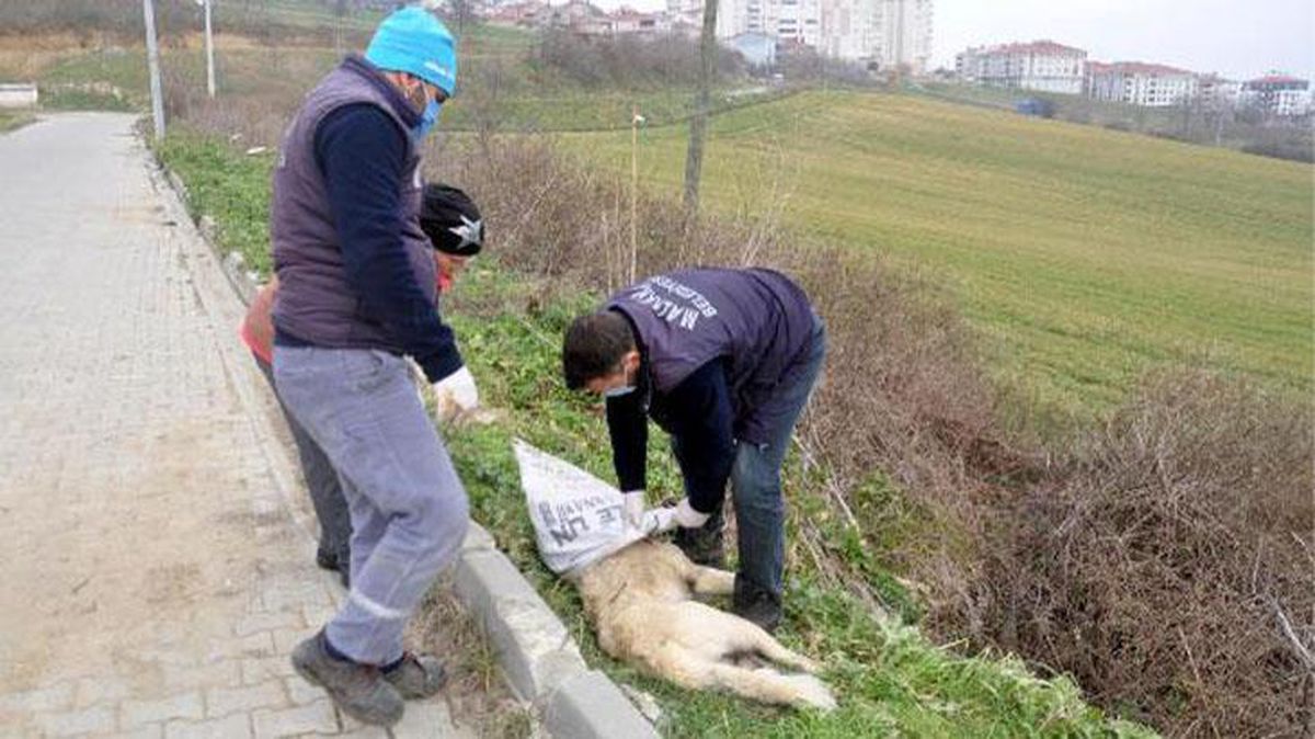 Ayaklarından bağlayıp çuvala koydukları köpeği ölüme terk ettiler
