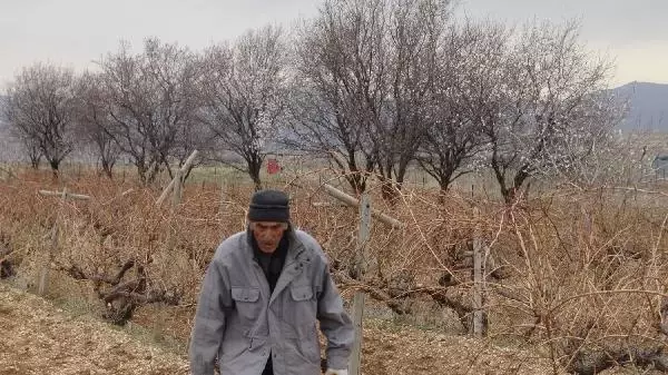 Batman'da erken bağ budama Batman'da erken bağ budama