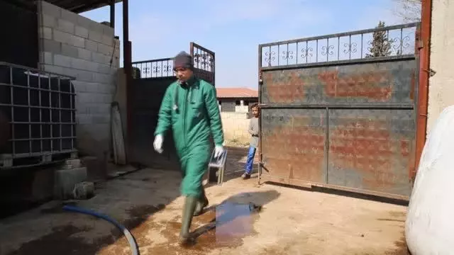 Beslenme güçlüğü çektiği için ameliyat edilen ineğin karnından 15 kilo halat çıktı Beslenme güçlüğü çektiği için ameliyat edilen ineğin karnından 15 kilo halat çıktı