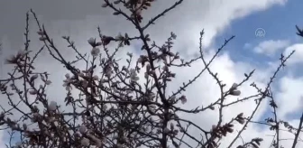 Beypazarı'nda badem ağaçları çiçek açtı