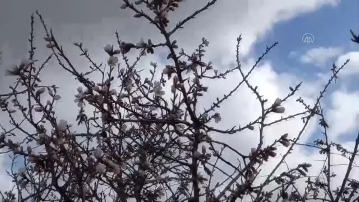 Beypazarı'nda badem ağaçları çiçek açtı