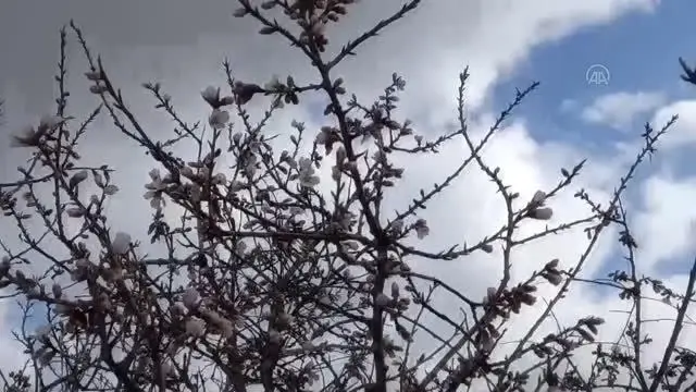Beypazarı'nda badem ağaçları çiçek açtı Beypazarı'nda badem ağaçları çiçek açtı