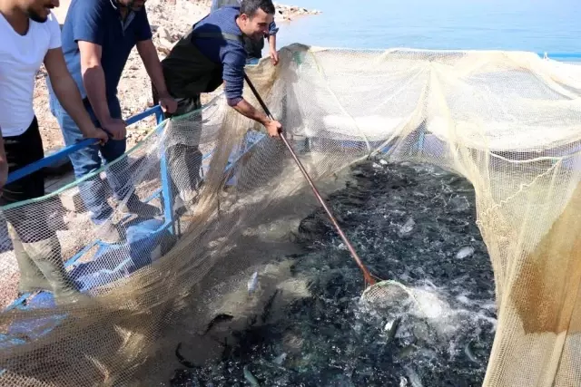 Denize kıyısı olamayan Şanlıurfa'dan Türkiye'ye yıllık 20 bin ton alabalık Denize kıyısı olamayan Şanlıurfa'dan Türkiye'ye yıllık 20 bin ton alabalık