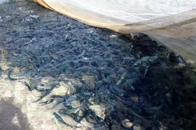 Denize kıyısı olamayan Şanlıurfa'dan Türkiye'ye yıllık 20 bin ton alabalık Denize kıyısı olamayan Şanlıurfa'dan Türkiye'ye yıllık 20 bin ton alabalık