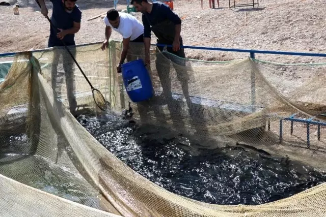 Denize kıyısı olamayan Şanlıurfa'dan Türkiye'ye yıllık 20 bin ton alabalık Denize kıyısı olamayan Şanlıurfa'dan Türkiye'ye yıllık 20 bin ton alabalık