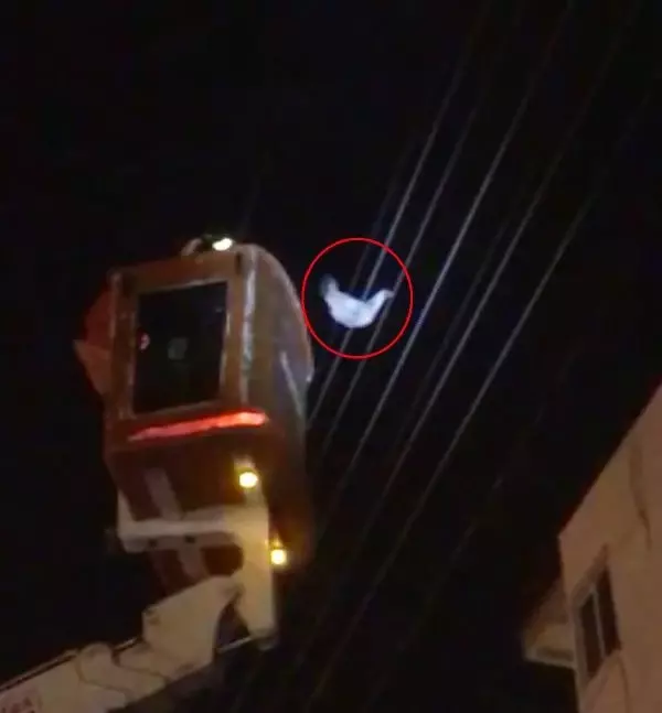 Elektrik teline takılan tavuk, kurtarıldı Elektrik teline takılan tavuk, kurtarıldı