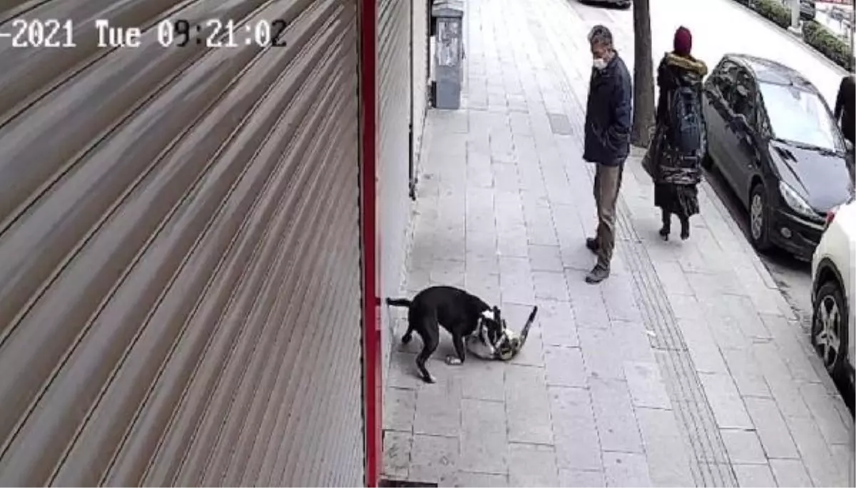 hatay da pitbull dehseti kamerada
