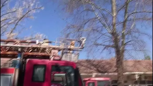 KIRKLARELİ - Ayakları maskeye dolandığı için ağaçta mahsur kalan kargayı itfaiye kurtardı KIRKLARELİ - Ayakları maskeye dolandığı için ağaçta mahsur kalan kargayı itfaiye kurtardı