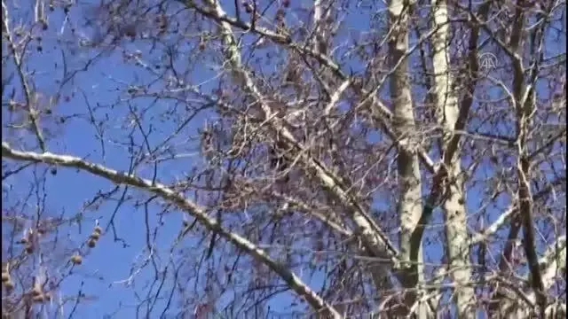 KIRKLARELİ - Ayakları maskeye dolandığı için ağaçta mahsur kalan kargayı itfaiye kurtardı KIRKLARELİ - Ayakları maskeye dolandığı için ağaçta mahsur kalan kargayı itfaiye kurtardı