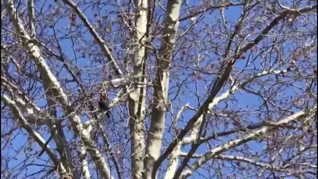 KIRKLARELİ - Ayakları maskeye dolandığı için ağaçta mahsur kalan kargayı itfaiye kurtardı KIRKLARELİ - Ayakları maskeye dolandığı için ağaçta mahsur kalan kargayı itfaiye kurtardı