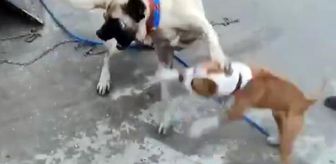 Köpek dövüştüren 3 kişiye 50 bin TL ceza