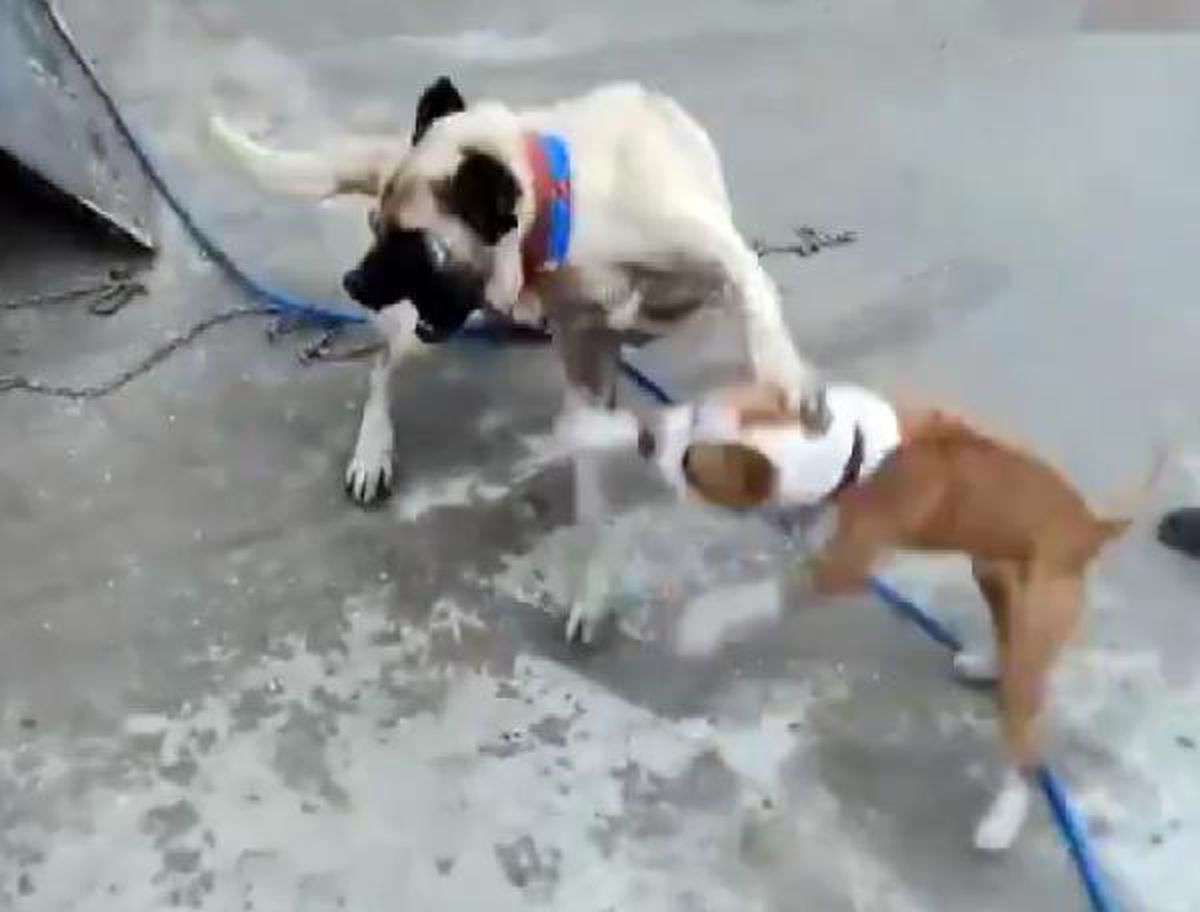 Köpek dövüştüren 3 kişiye 50 bin TL ceza