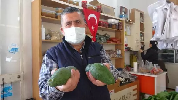 Muza alternatif avokado, üreticinin yeni umudu Muza alternatif avokado, üreticinin yeni umudu