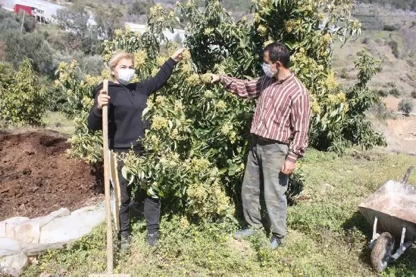 Muza alternatif avokado, üreticinin yeni umudu Muza alternatif avokado, üreticinin yeni umudu