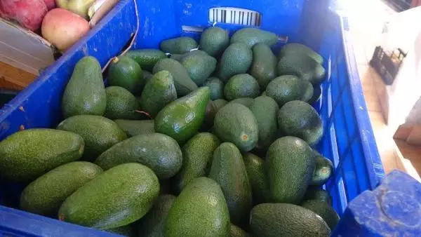 Muza alternatif avokado, üreticinin yeni umudu Muza alternatif avokado, üreticinin yeni umudu