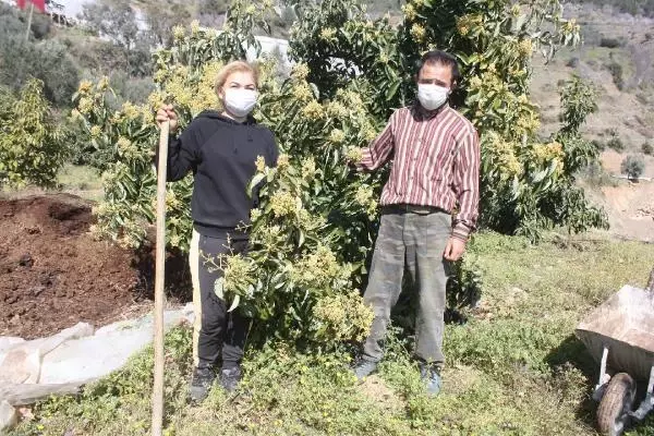 Muza alternatif avokado, üreticinin yeni umudu Muza alternatif avokado, üreticinin yeni umudu