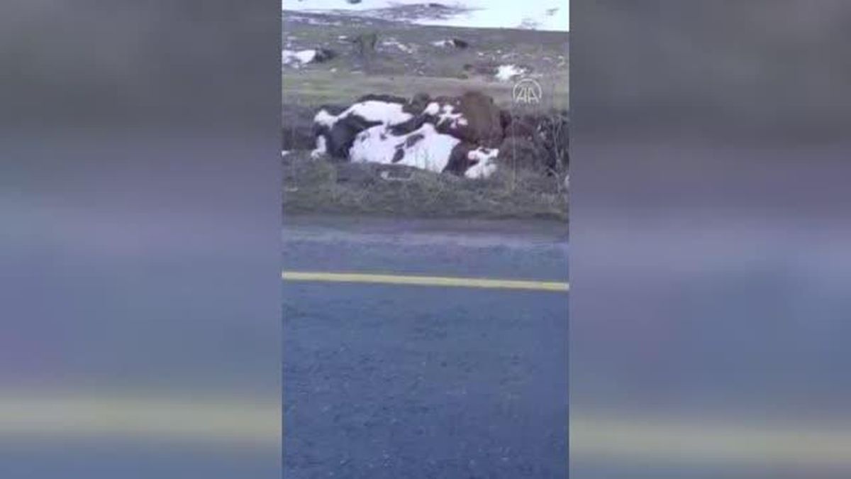 Nesli tehlike altında olan vaşak görüntülendi