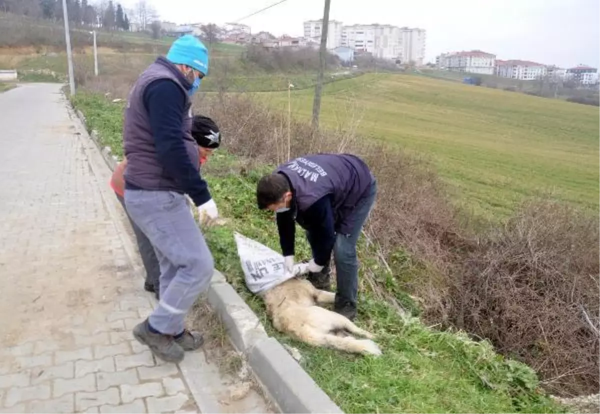 Sokak köpeğini ayaklarını bağlayıp koydukları çuvalla dereye atarak, öldürdüler