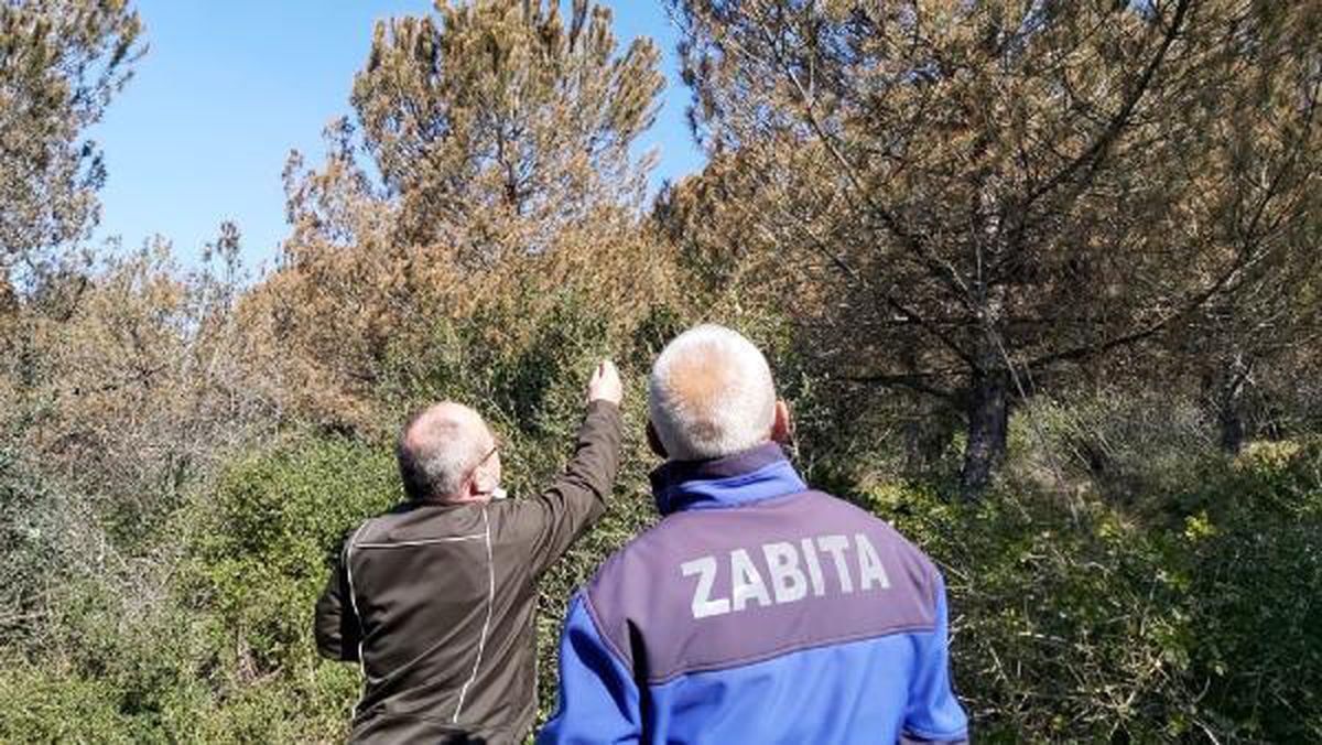 Ağaçların rengi değişti, fabrikalarda inceleme yapıldı