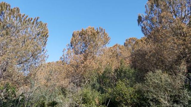 agaclarin rengi degisti fabrikalarda inceleme 3 13968809 o