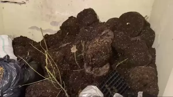 Ataşehir'de serada uyuşturucu yetiştirilen eve baskın düzenlendi Ataşehir'de serada uyuşturucu yetiştirilen eve baskın düzenlendi