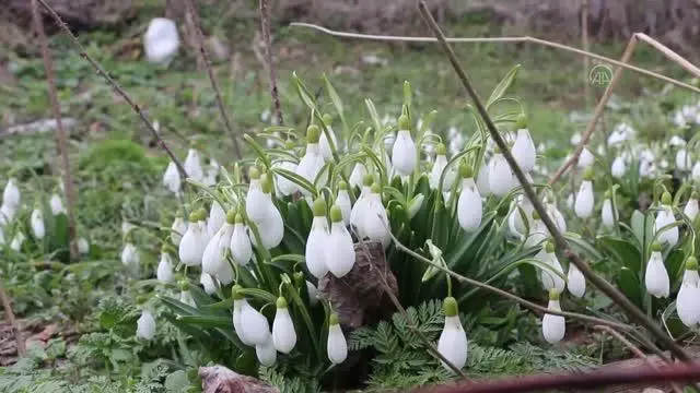 Çiğdem ve kardelenler çiçek açtı Çiğdem ve kardelenler çiçek açtı