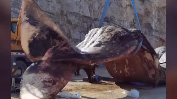 Son dakika haber! Çin'de 18 metrelik ölü ispermeçet balinası kıyıya vurdu Son dakika haber! Çin'de 18 metrelik ölü ispermeçet balinası kıyıya vurdu