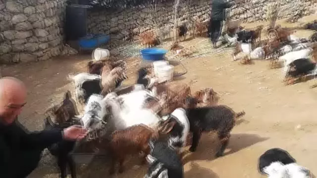 Kuzu ve oğlak doğumları üreticilerin yüzünü güldürüyor
