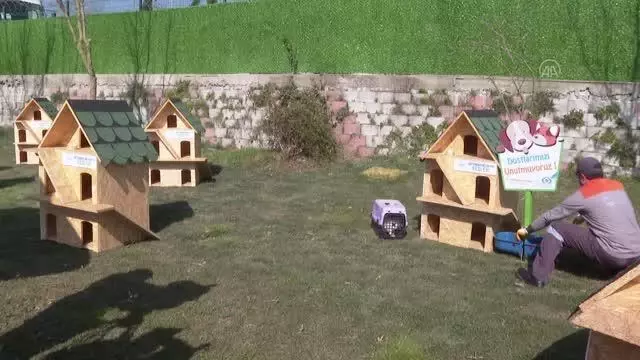 Sultangazi Belediyesi sokak kedileri için Kedi Köyü oluşturdu Sultangazi Belediyesi sokak kedileri için Kedi Köyü oluşturdu