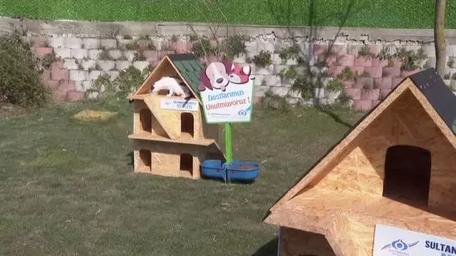 Sultangazi Belediyesi sokak kedileri için Kedi Köyü oluşturdu Sultangazi Belediyesi sokak kedileri için Kedi Köyü oluşturdu