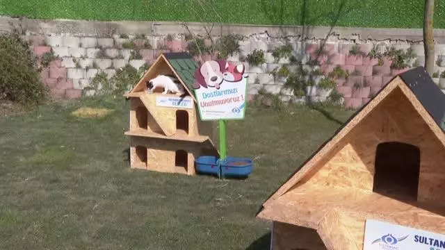 Sultangazi Belediyesi sokak kedileri için Kedi Köyü oluşturdu Sultangazi Belediyesi sokak kedileri için Kedi Köyü oluşturdu