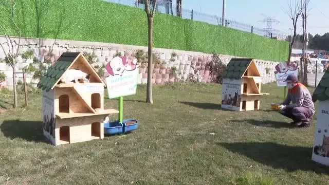 Sultangazi Belediyesi sokak kedileri için Kedi Köyü oluşturdu Sultangazi Belediyesi sokak kedileri için Kedi Köyü oluşturdu