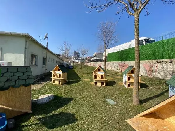 Sultangazi'de 'Kedi Köyü' kuruldu Sultangazi'de 'Kedi Köyü' kuruldu